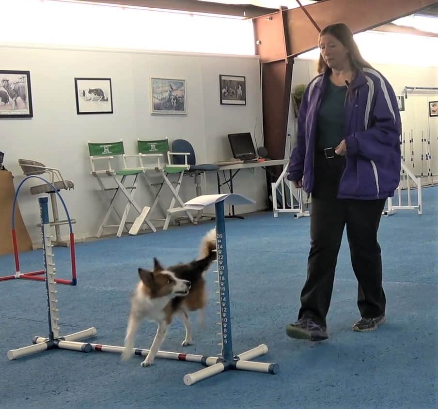 How to Find a Good Dog Agility Seminar