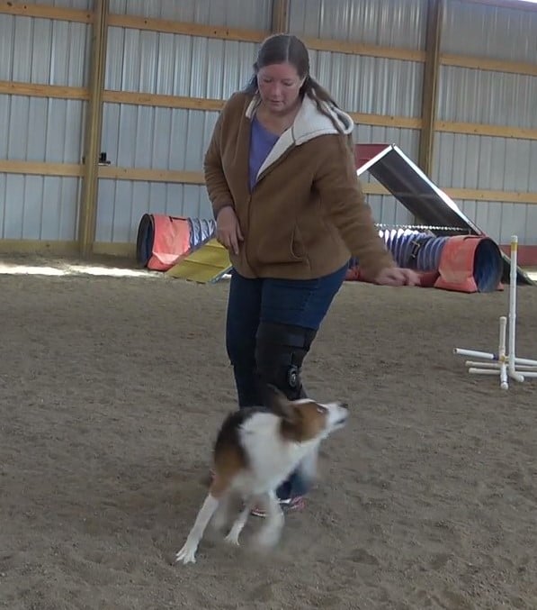 Dog spinning away from handler