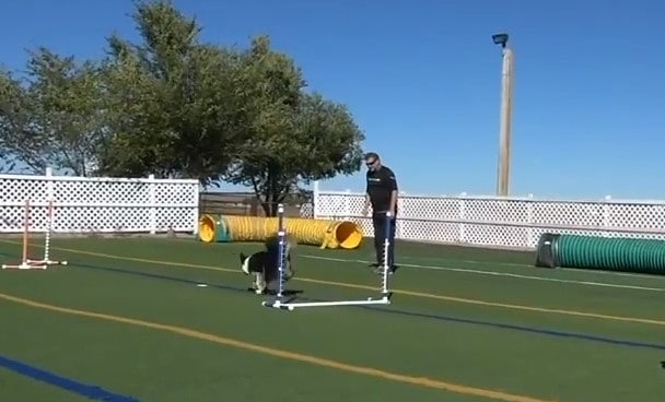 Lower Your Criteria When Teaching New Agility and Tricks Skills