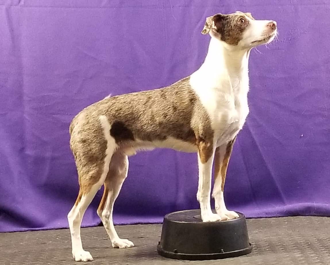 Dog with paws on a bucket