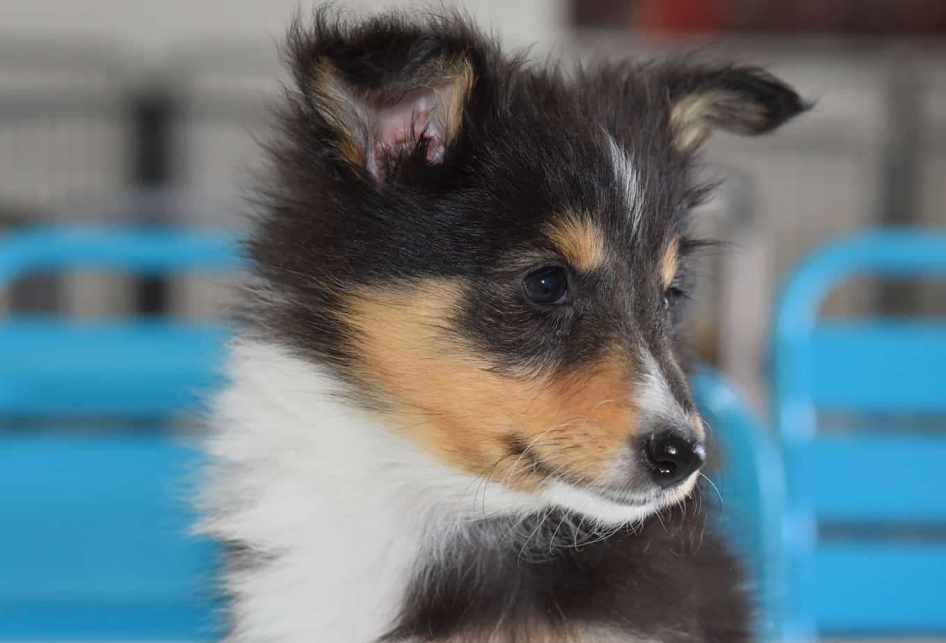 Sheltie puppy