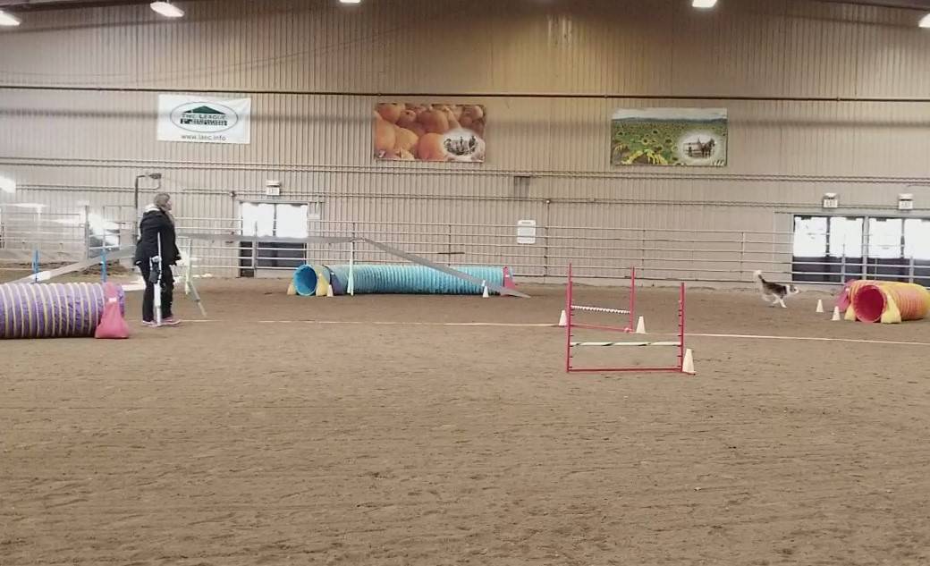 Dog on agility course with handler on crutches