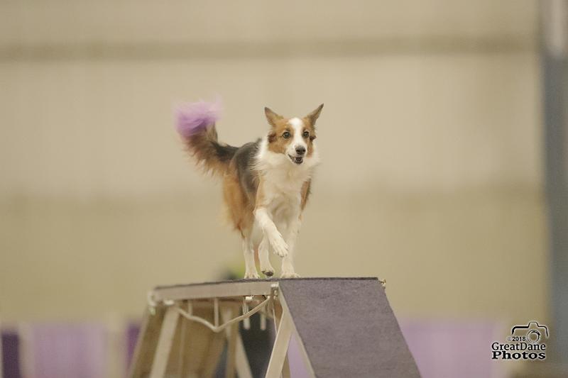 Agility dog running across the dogwalk