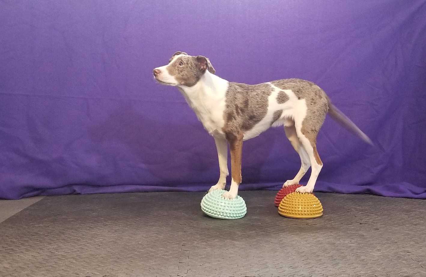 Trick dog standing on four paw pods