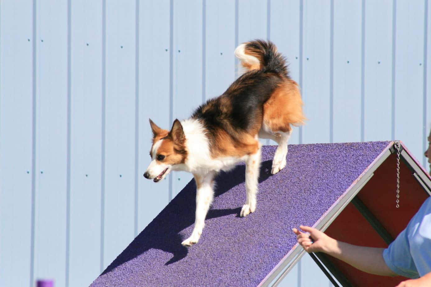 Agility dog navigating the A-Frame at a trial