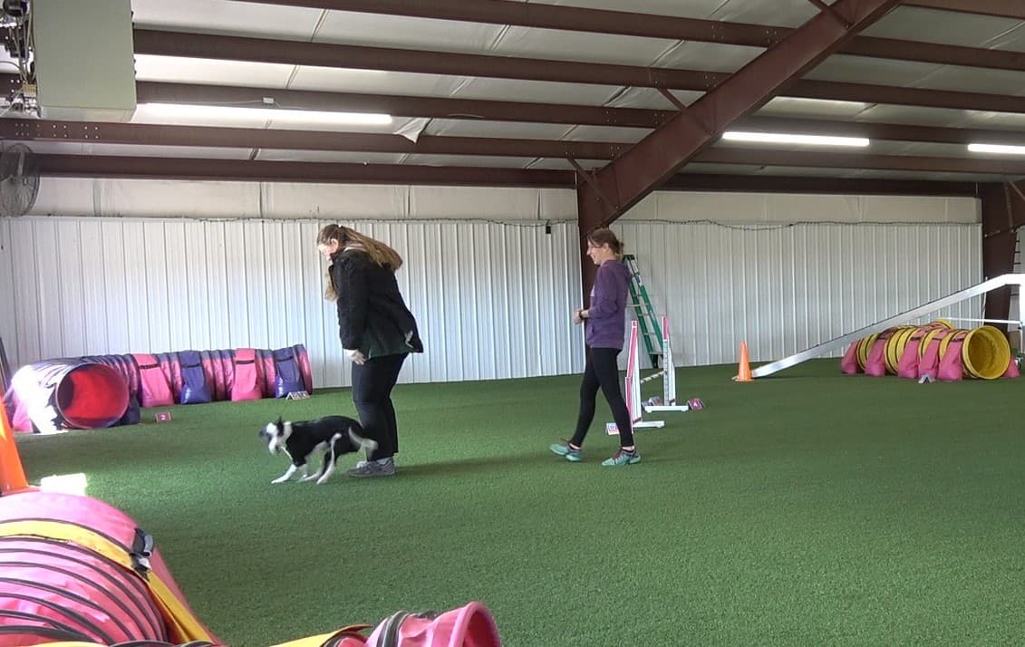 Can a Training Partner Help with Agility and Tricks?