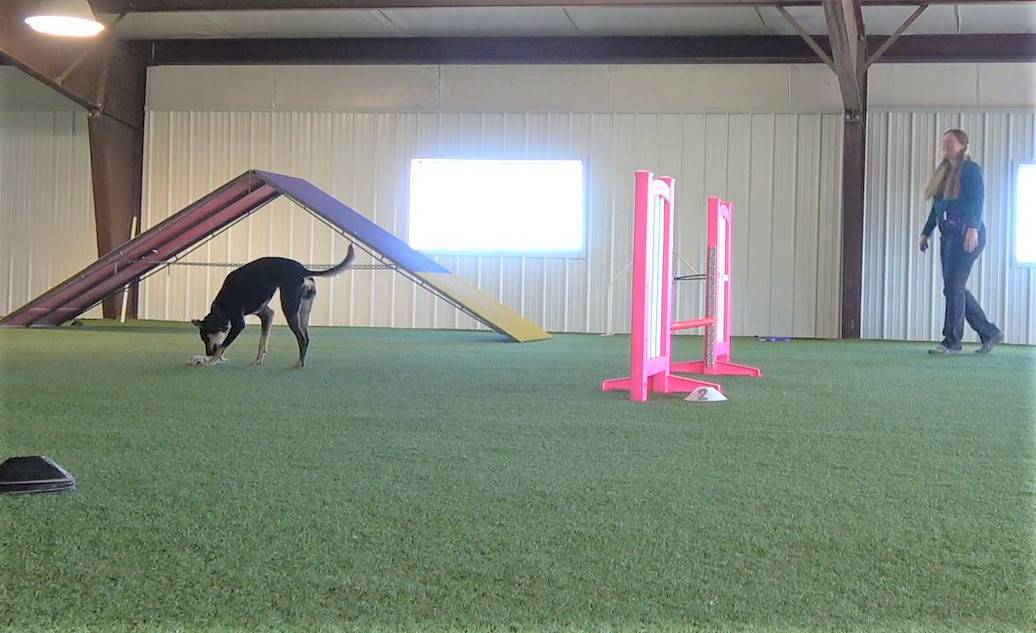 Agility Dog being rewarded away from the handler