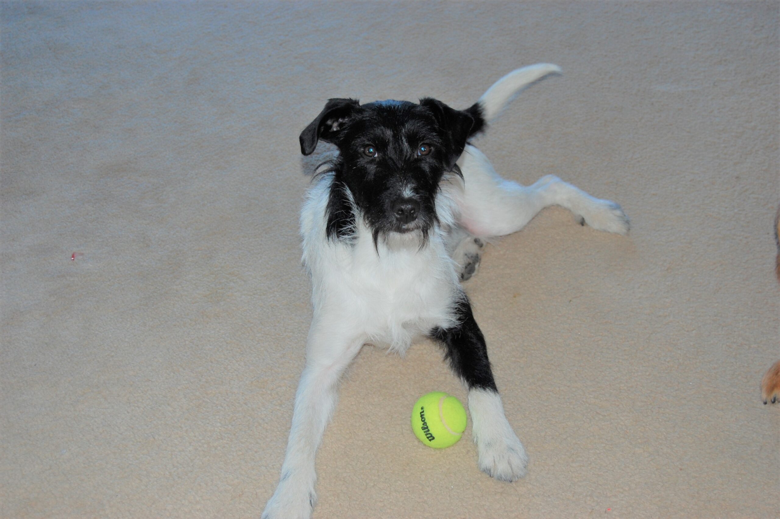 Agility dog lying on the floor with a tennis ball