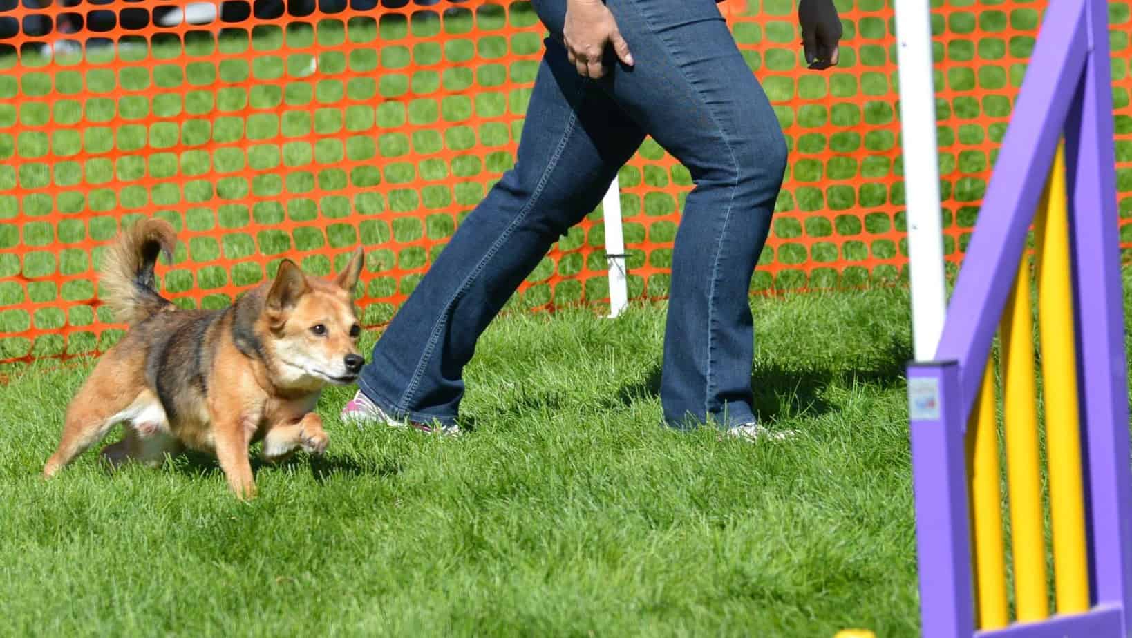 Agility dog starting the competition course