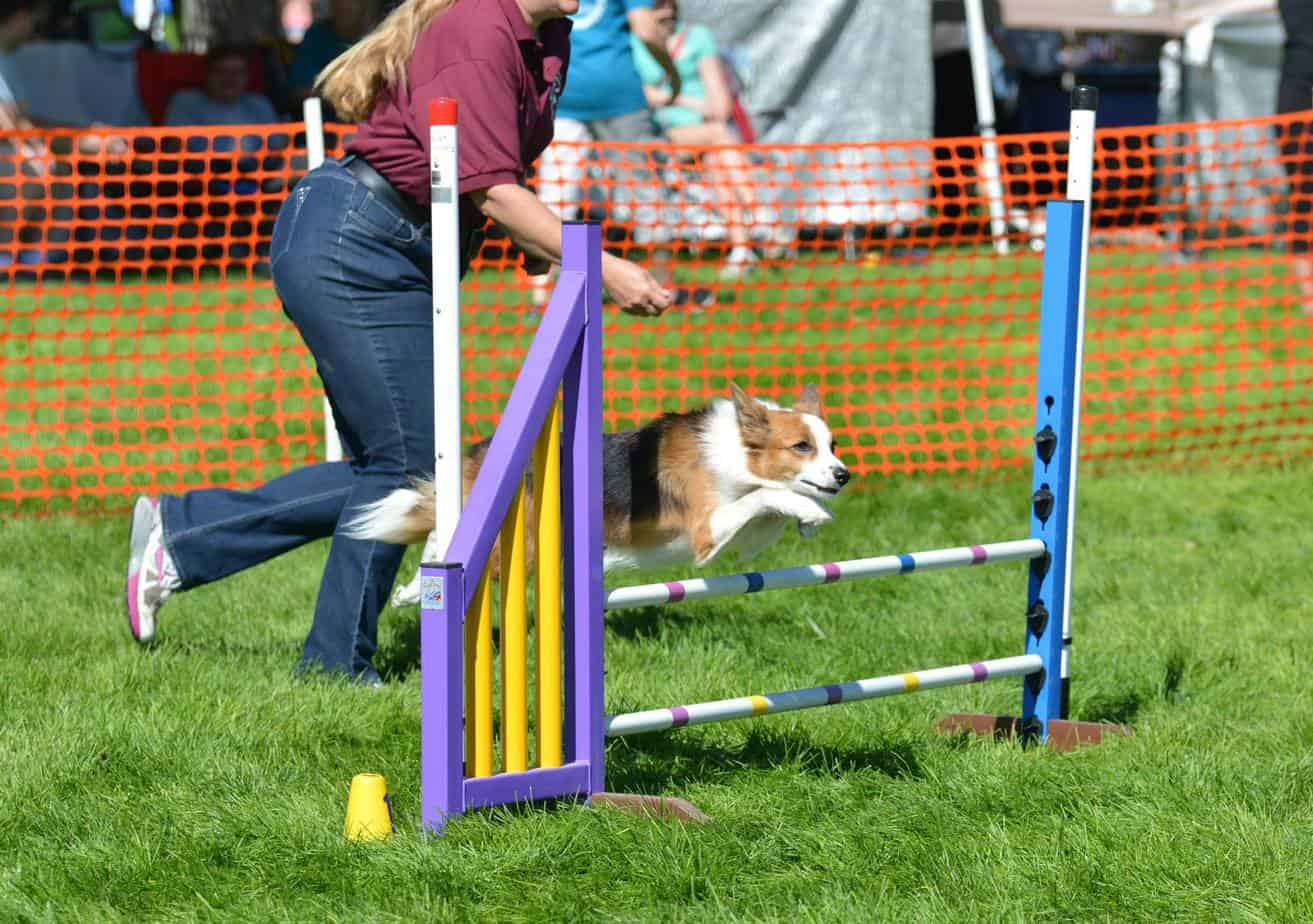Agility dog going over the first jump in full extension