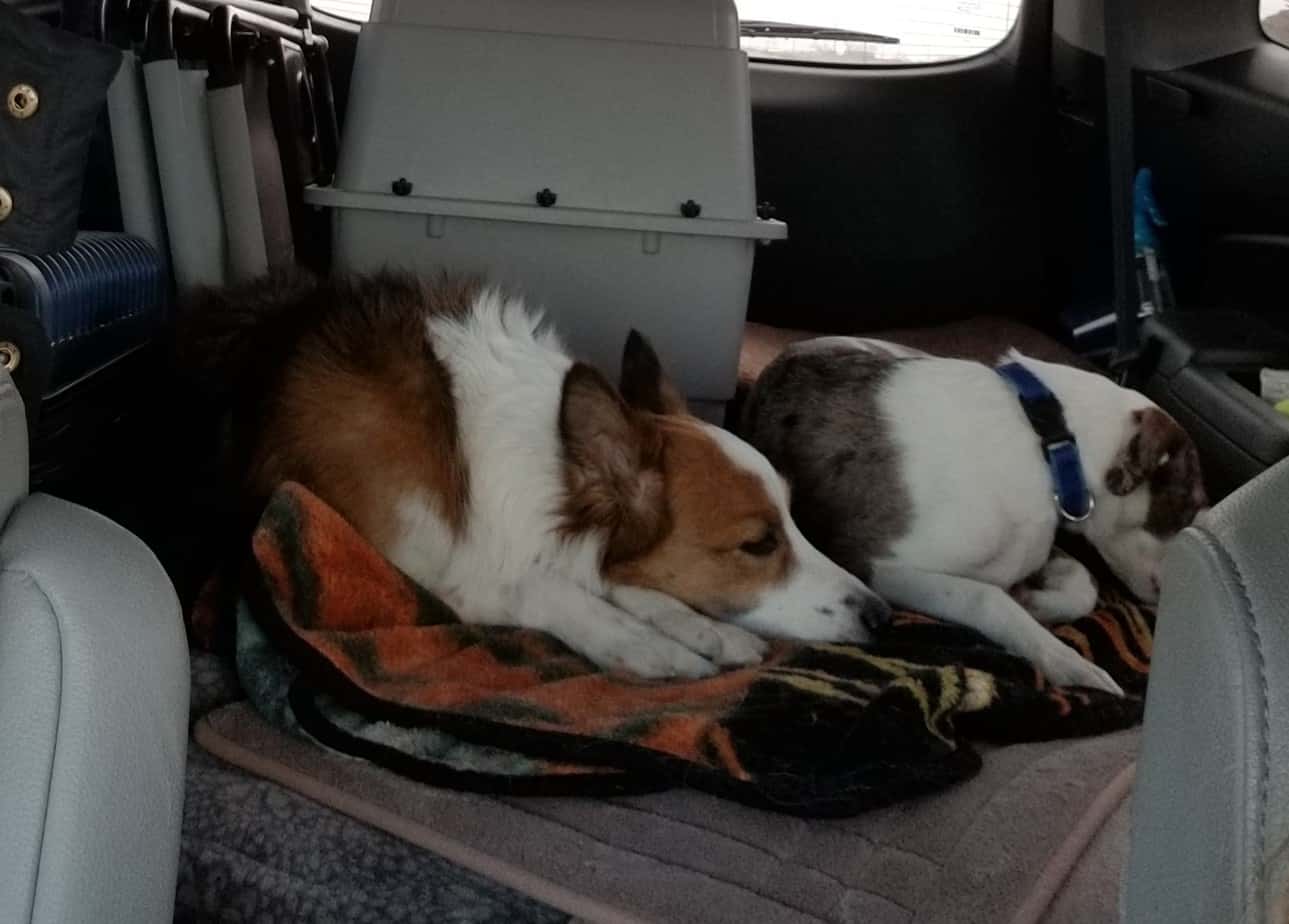 Trick and agility dogs on a road trip