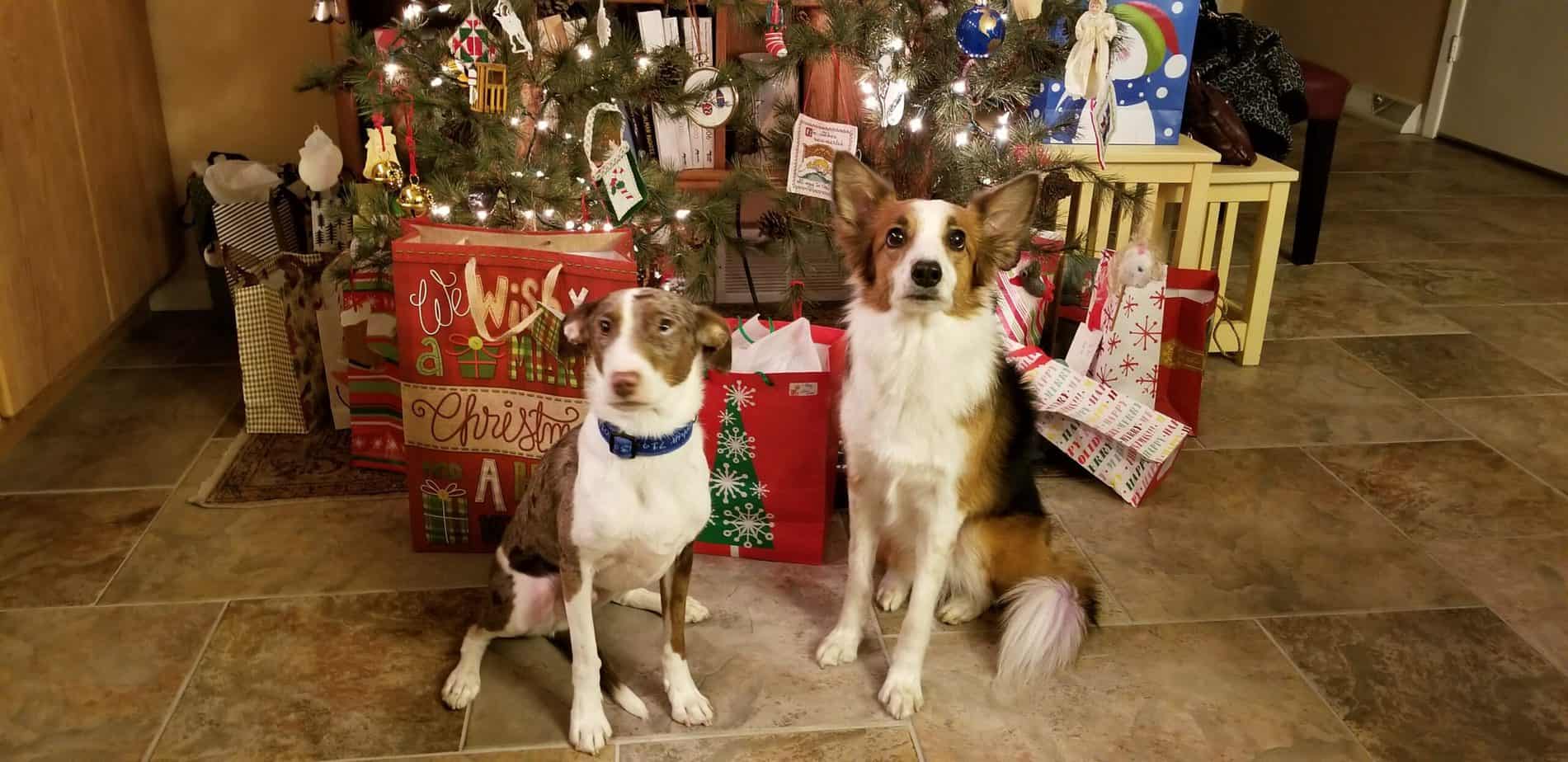 Two dogs sitting in front of the Christmas Tree