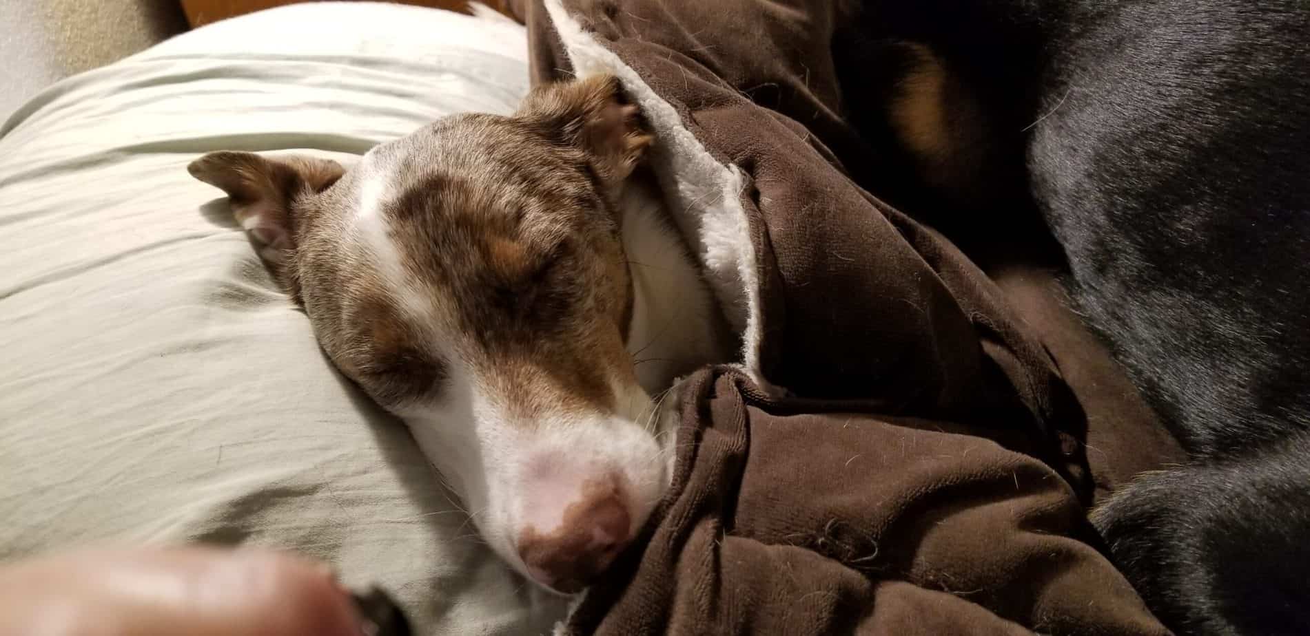 Dog sleeping in the bed with covers