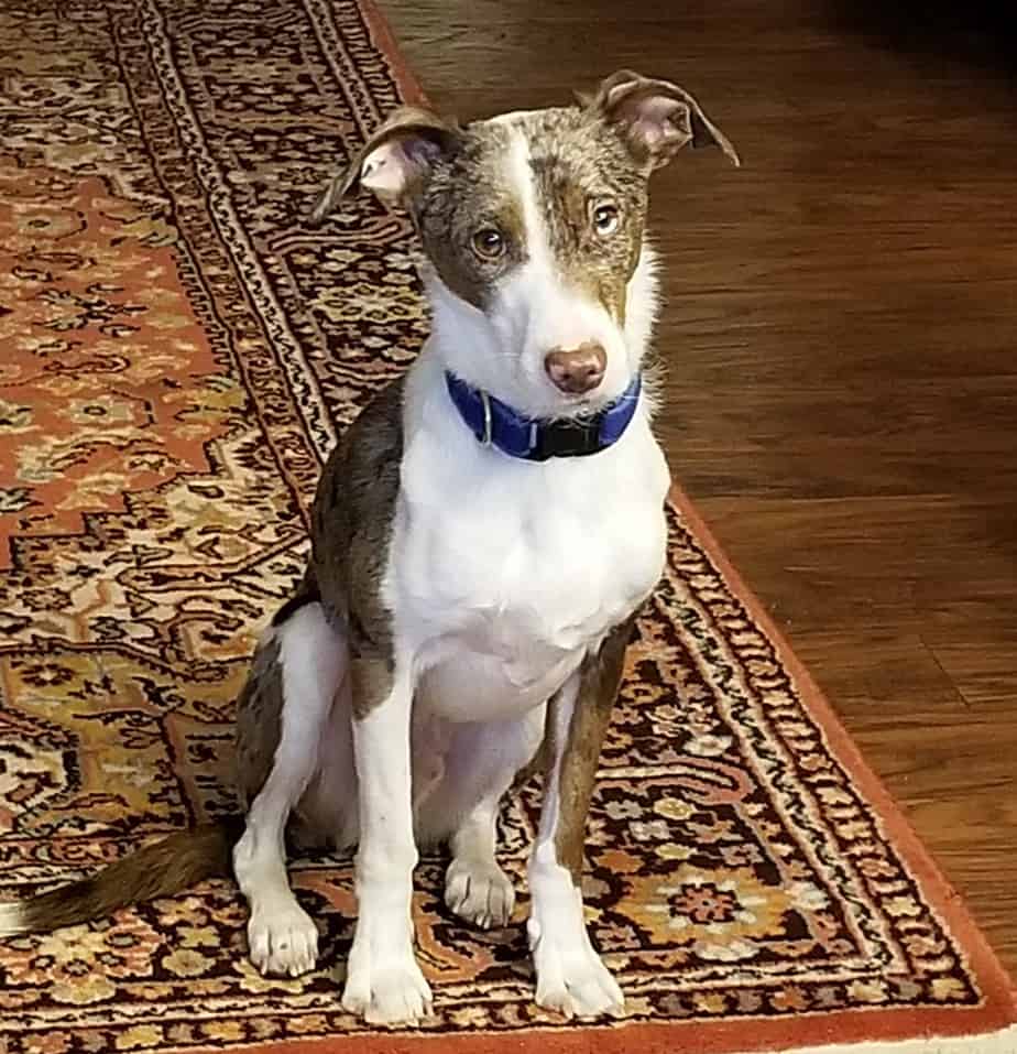 Trick dog sitting on a carpet