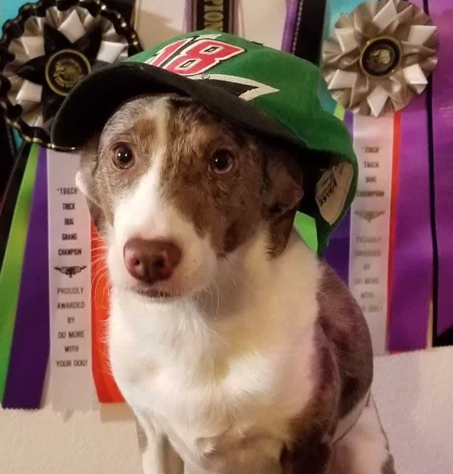 Trick dog posing with a baseball cap on
