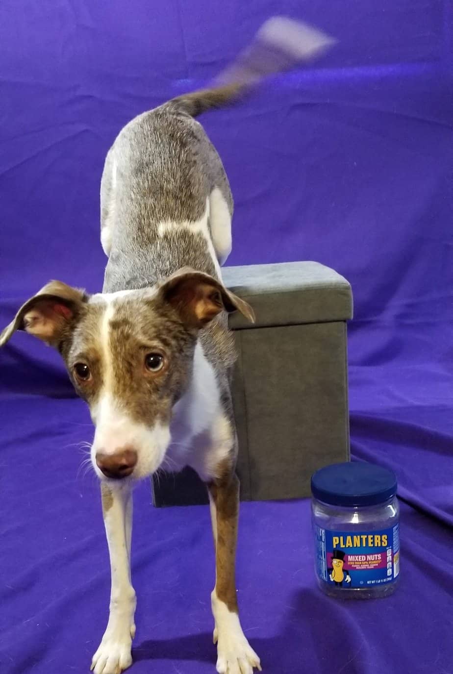 Trick Dog with rear feet on a box