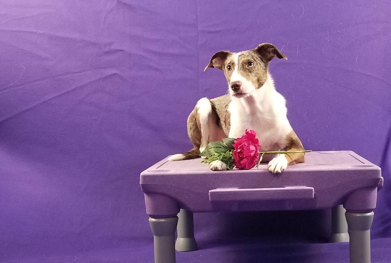 Trick dog laying on table with flowers