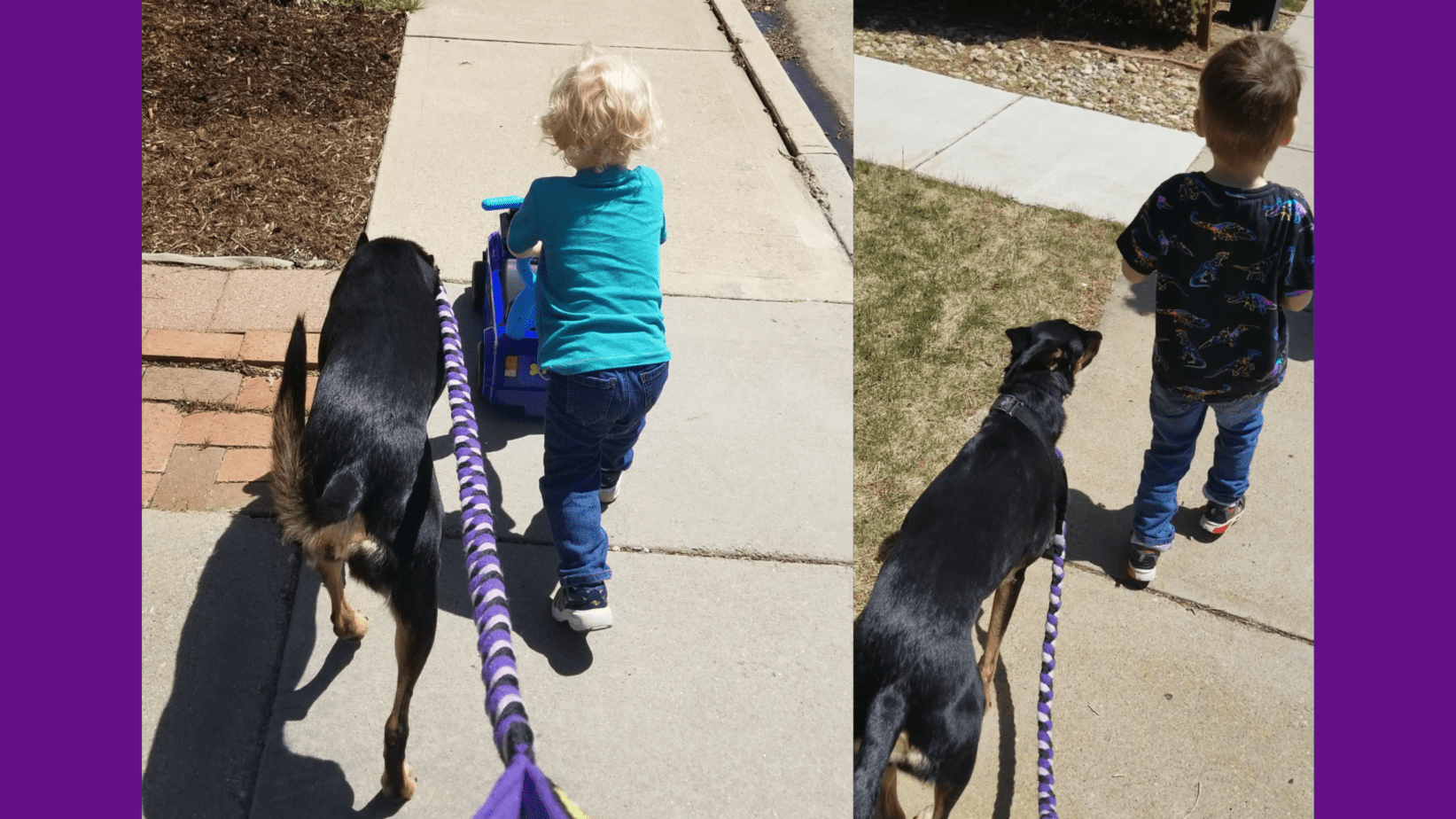 Should I Train My Agility and Trick Dog to Work Around Children?