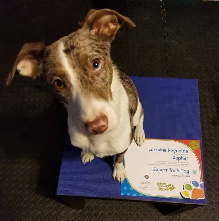 Xephyr posing with Expert Trick Dog certificate