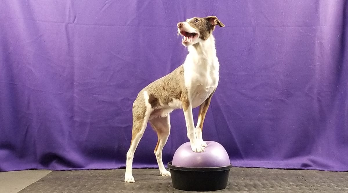 Trick dog with his front paws on a ball