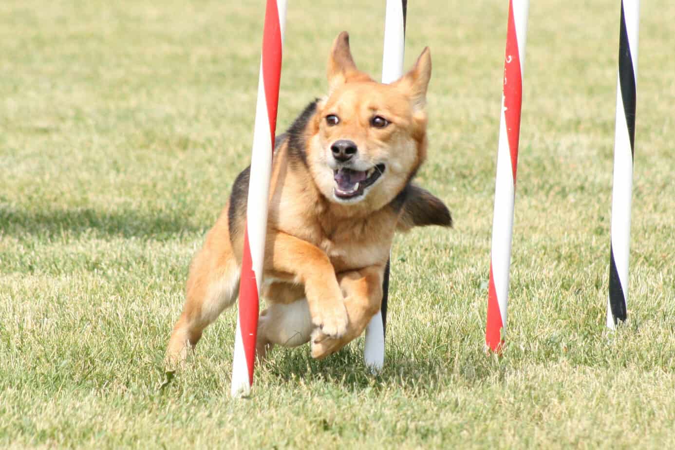 Agility dog in weave poles