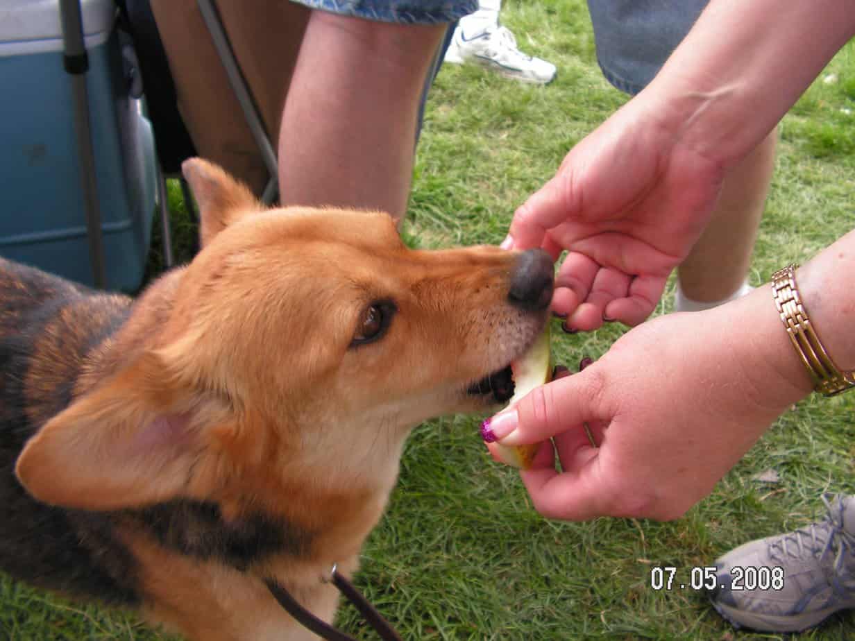 Agility dog eating watermelon