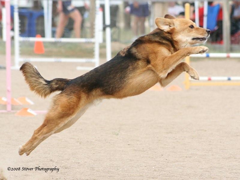 Agility Dog jumping