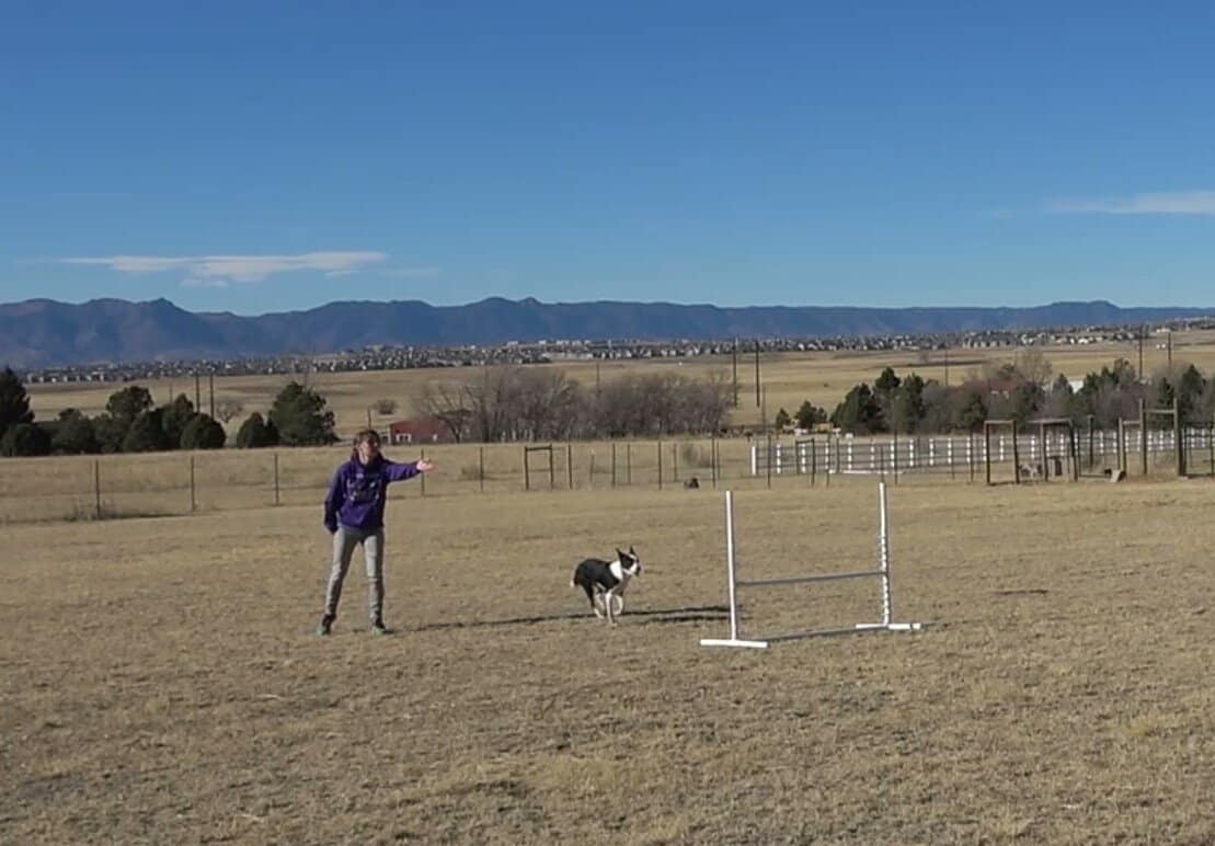 Agility dog being sent to a jump