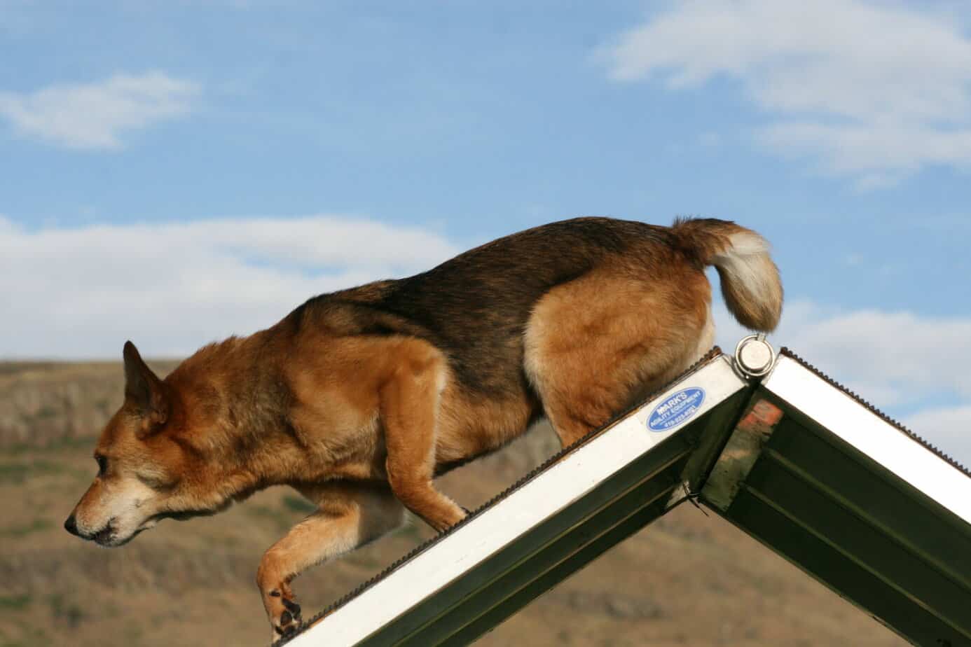 Agility dog on A-Frame