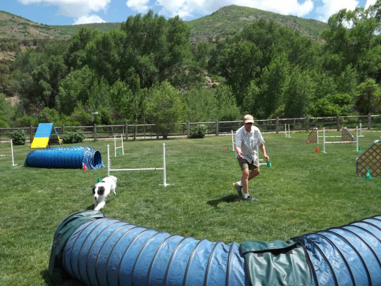 Dog agility handler sending his dog to a tunnel