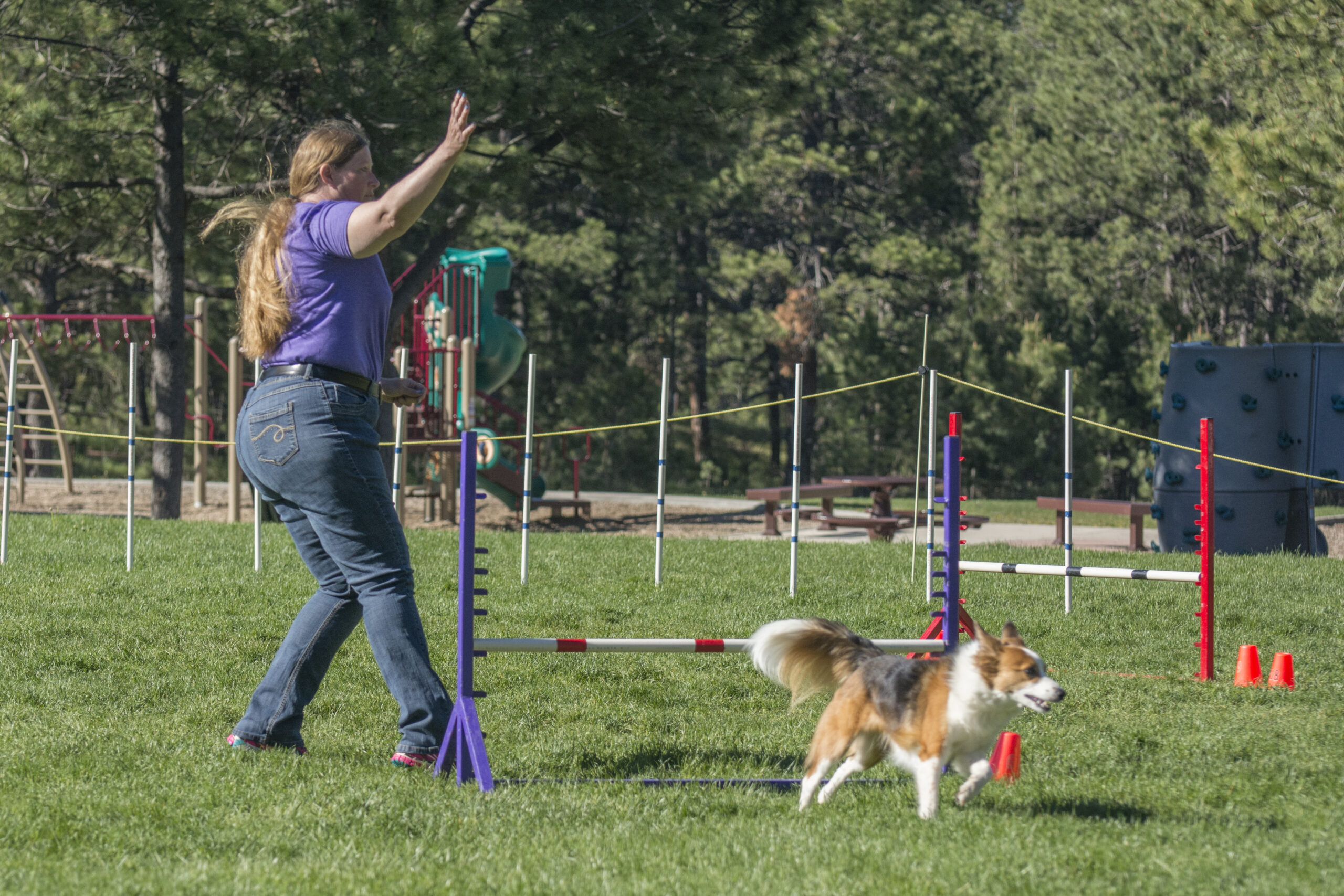 Agility Dog Turning Away from Handler