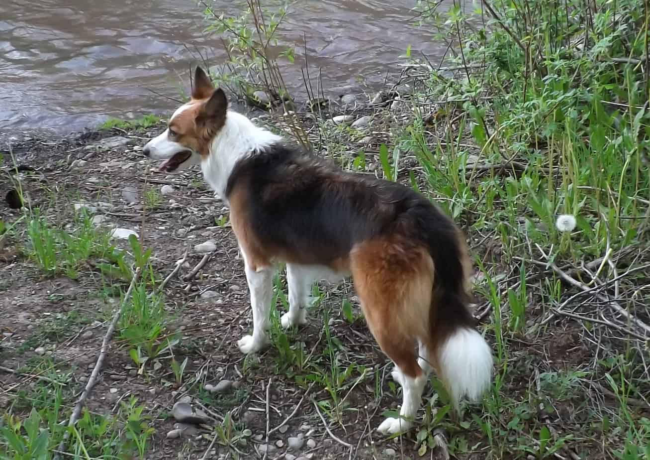 Agility dog standing at the edge of a stream
