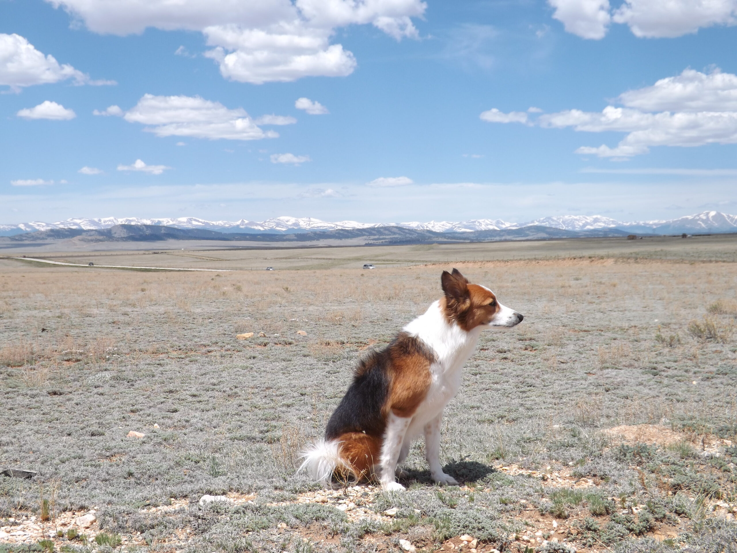 Agility dog sitting in a field with a mountain backdrop