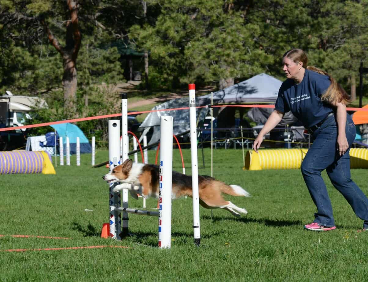 Training a Place, Side, or Middle Cue Makes Agility Easier