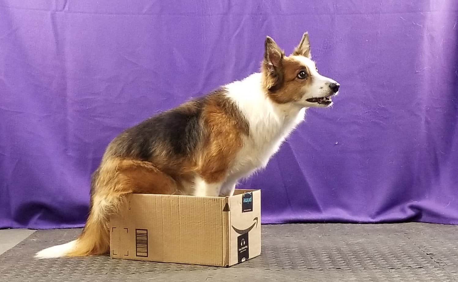 Trick Dog inside a box