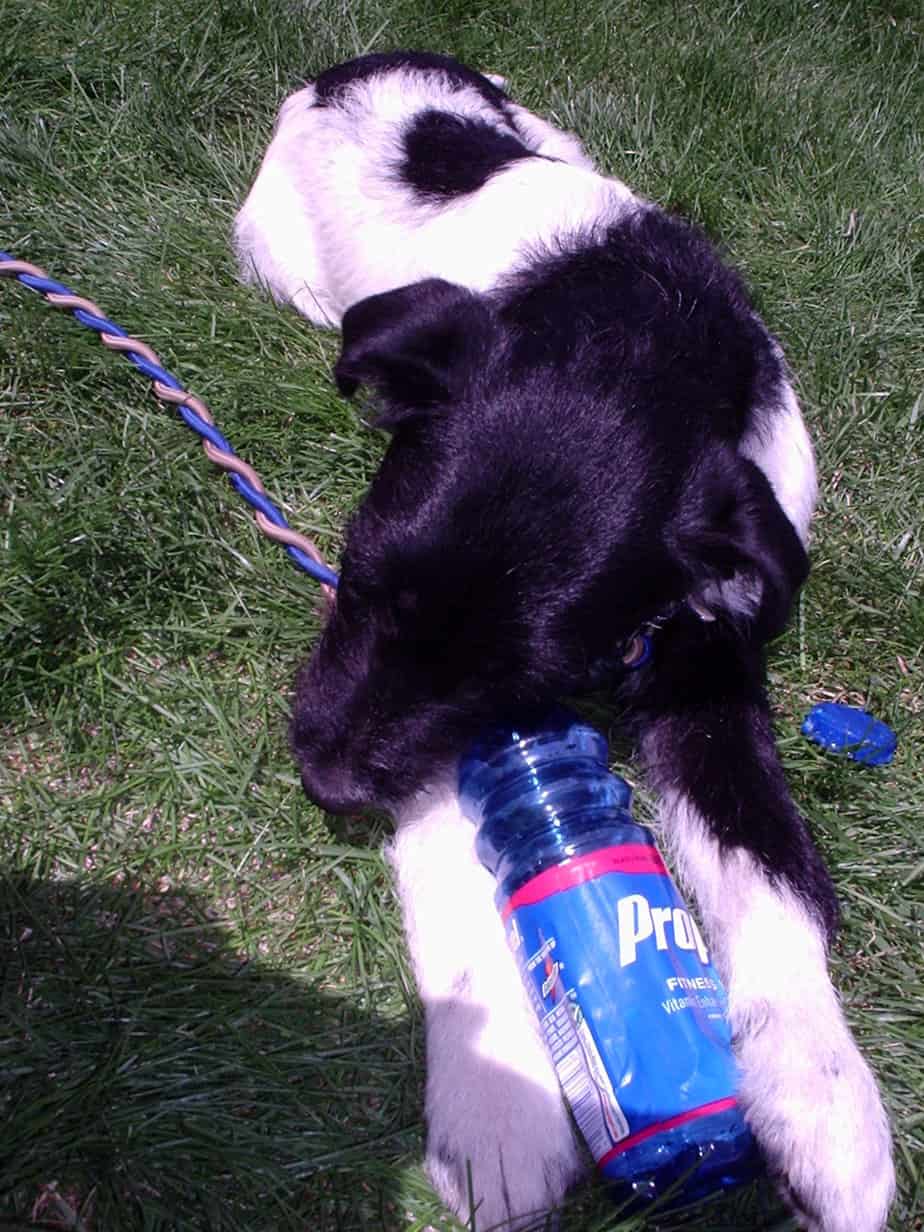 Agility dog playing with a plastic bottle