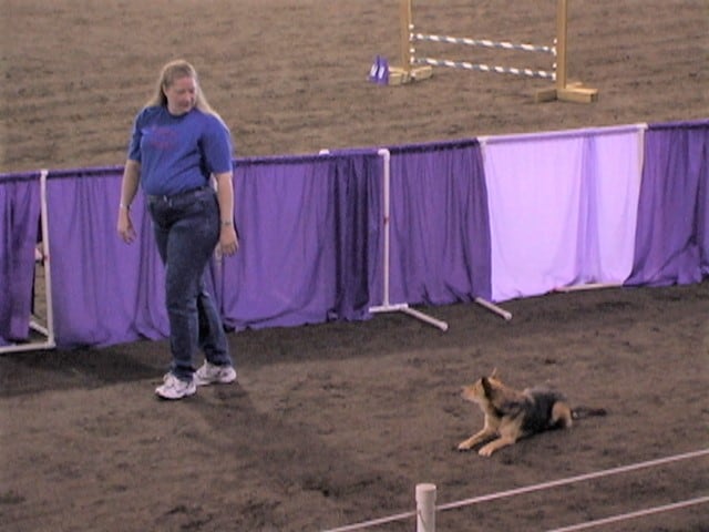 Agility dog and handler looking at each other on the start line