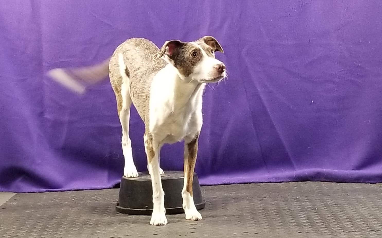 Trick dog with rear feet on a bucket