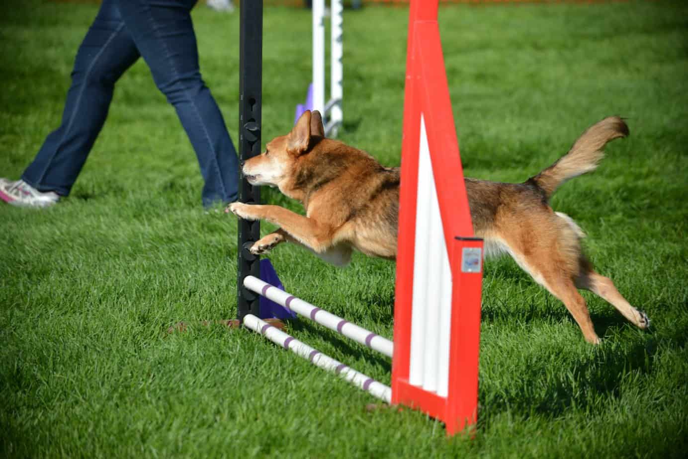 Three Ways to Gain Distance from the Line in Dog Agility