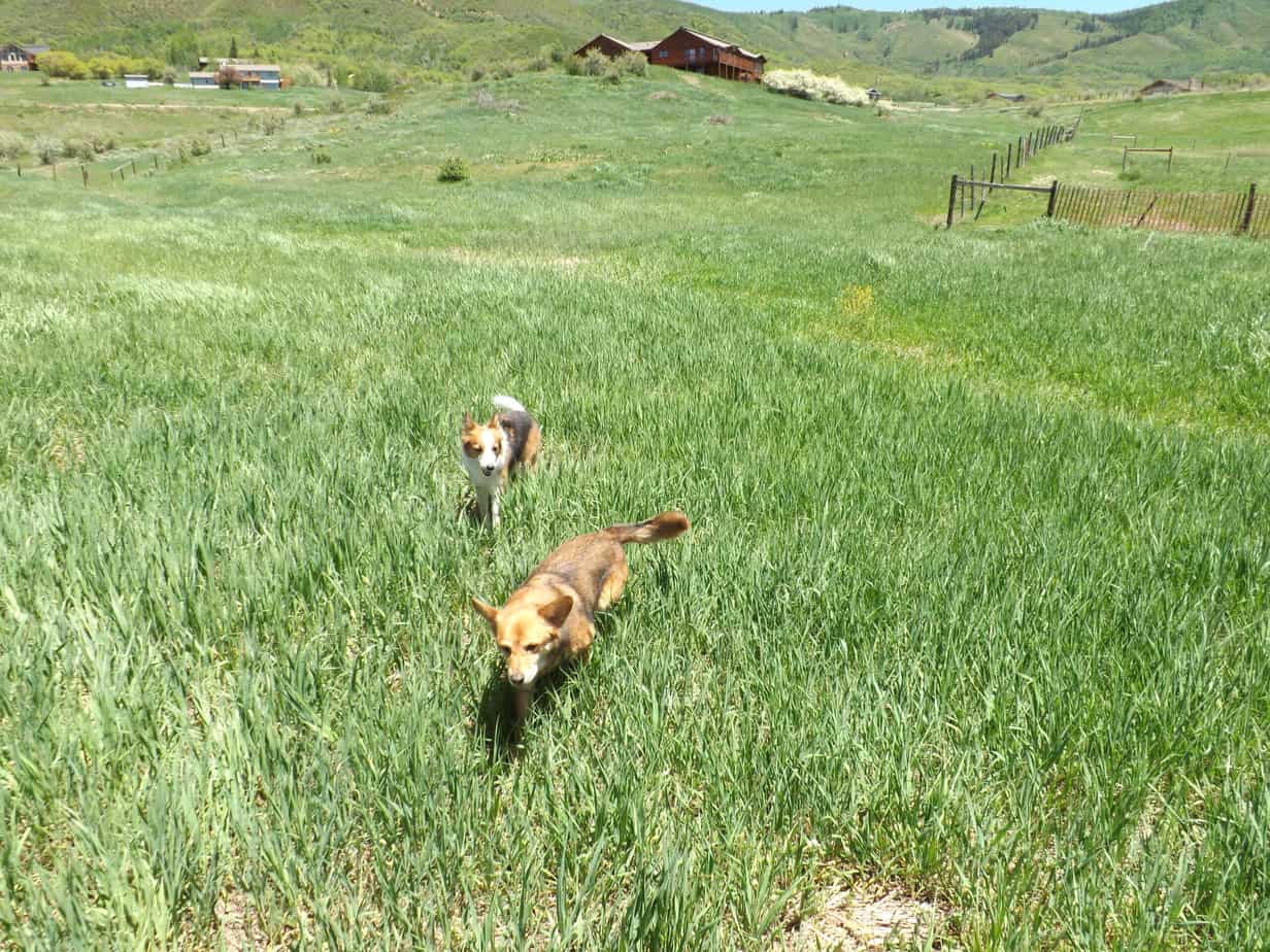 Agility dogs running in a grass field
