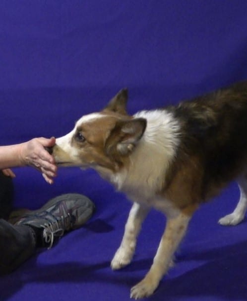 Trick Dog touching owner's hand