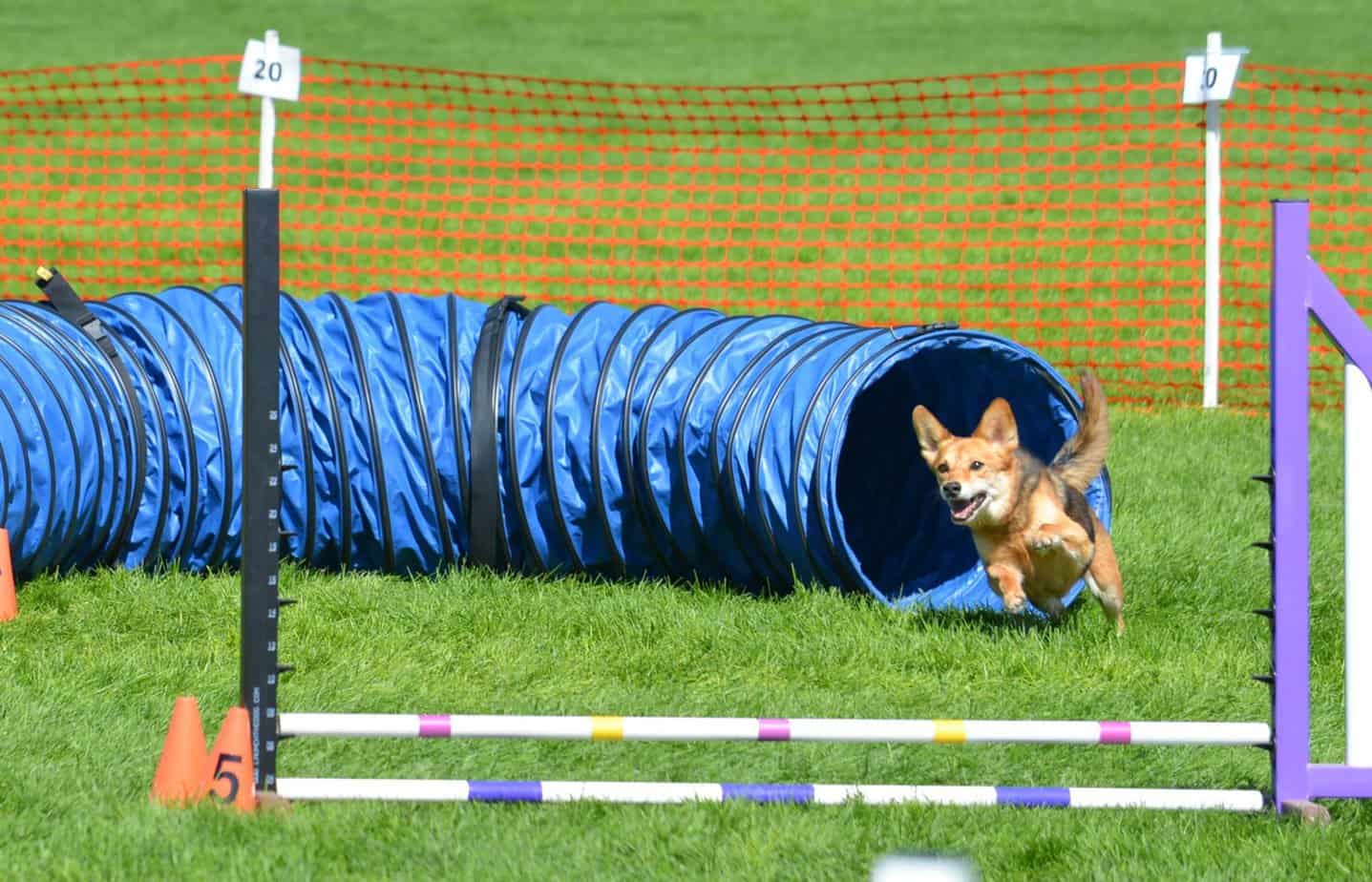 Agility Dog Running Toward a Jump