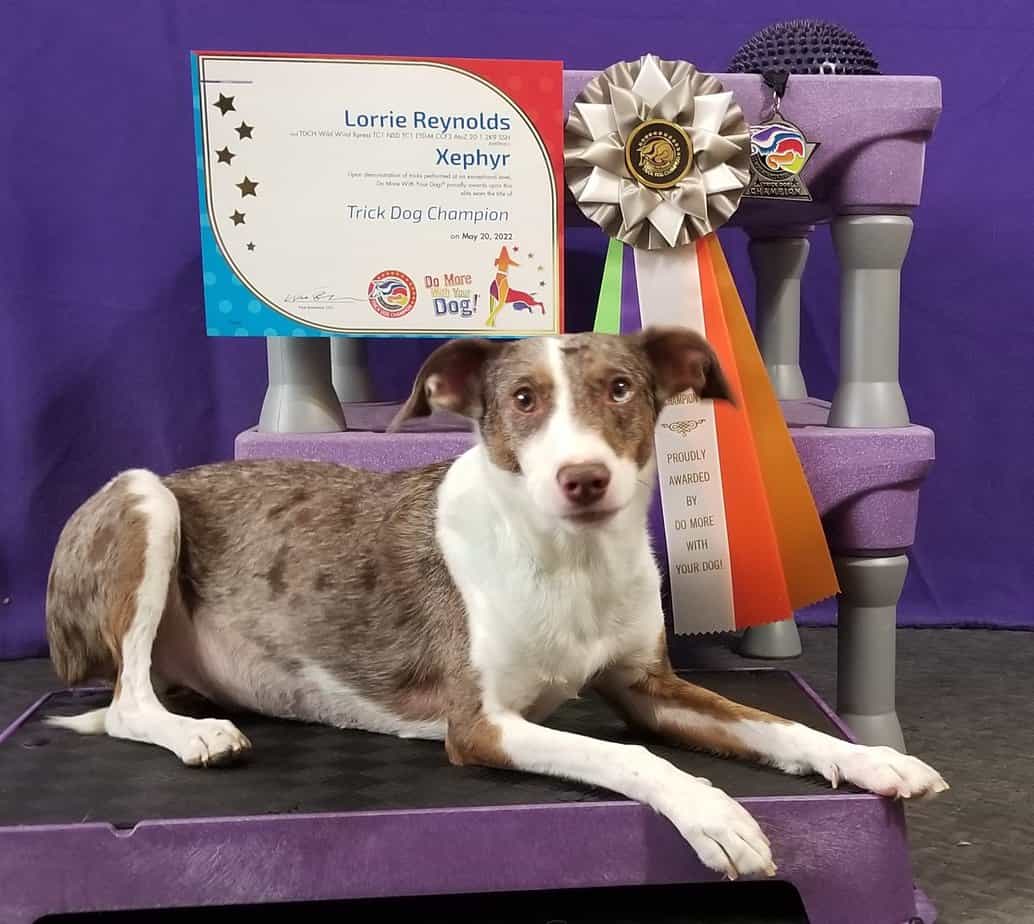 Trick Dog Champion Xephyr with his Ribbon