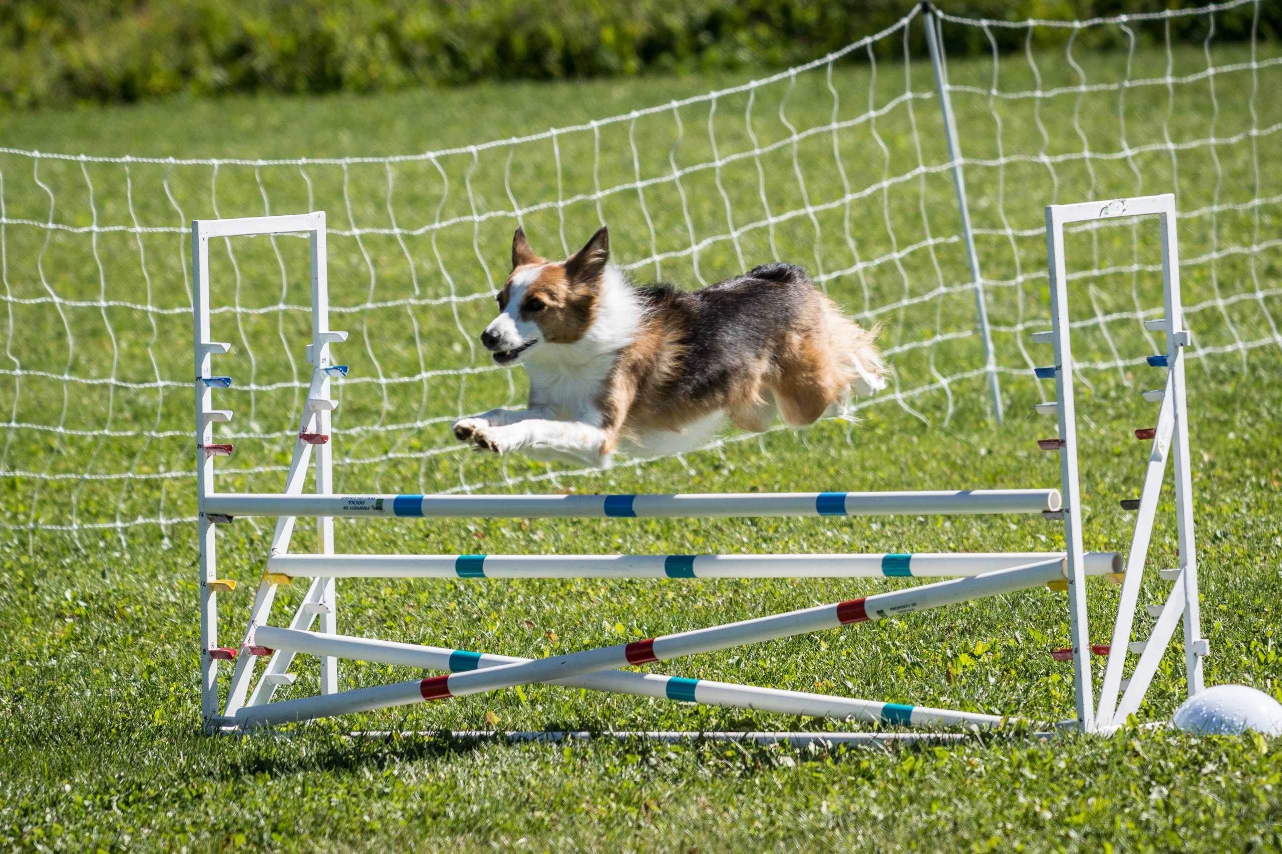Agility dog going over a jump