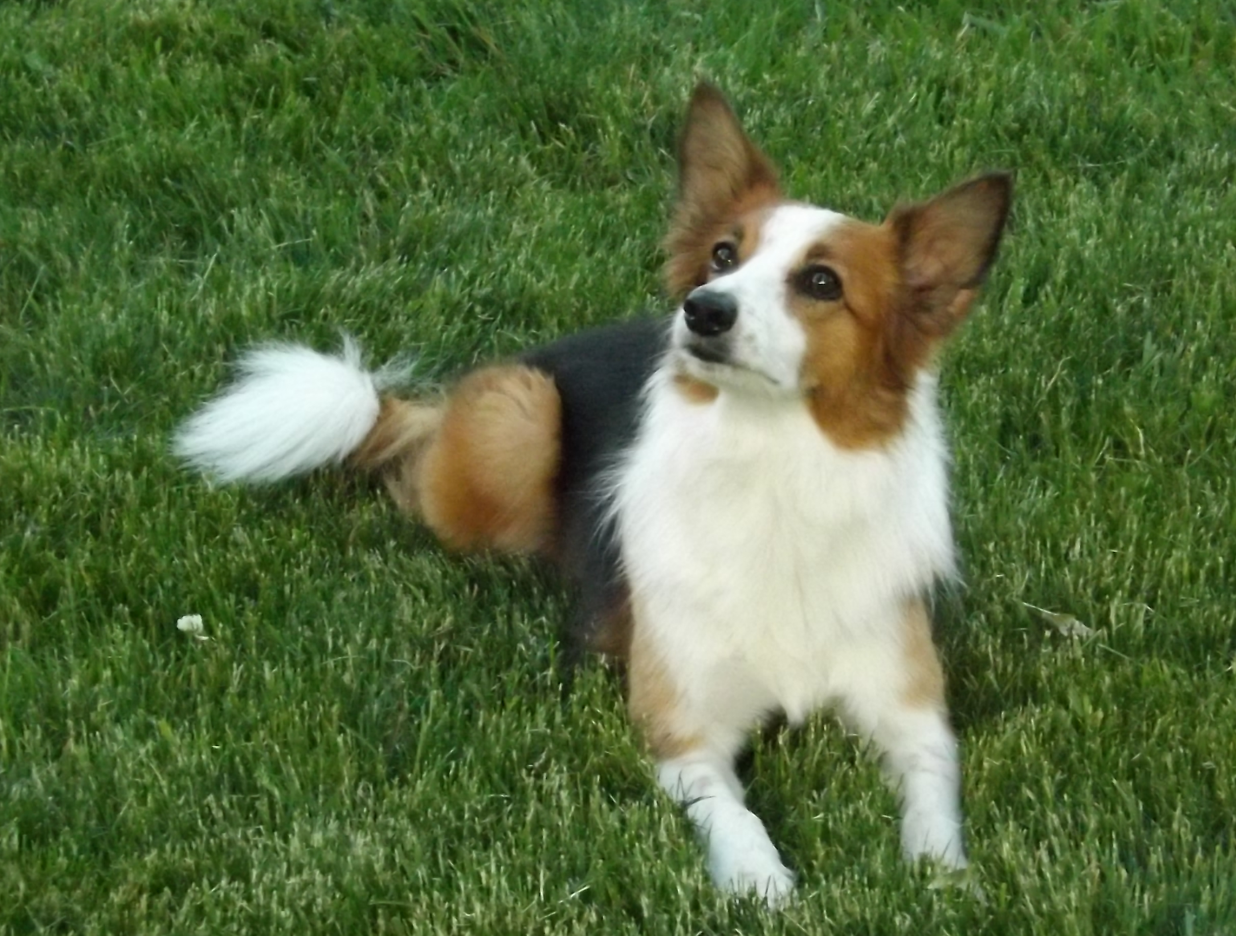 Agility dog lying in the grass