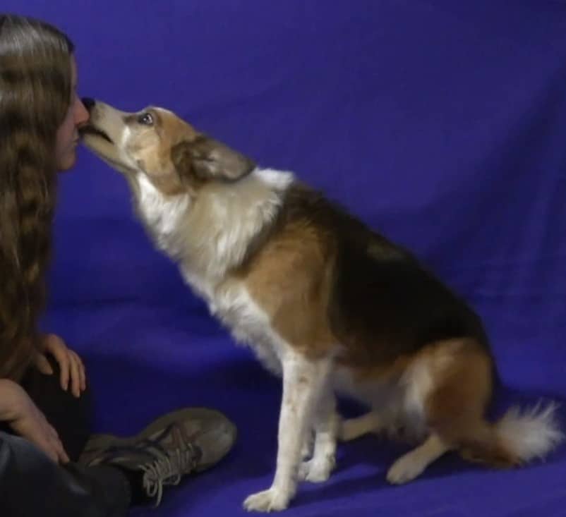 Trainer getting a dog kiss
