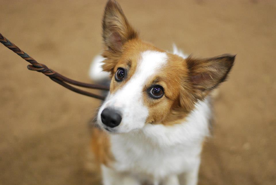 Puppy FUNdamentals:  Puppy-Safe Agility Skills