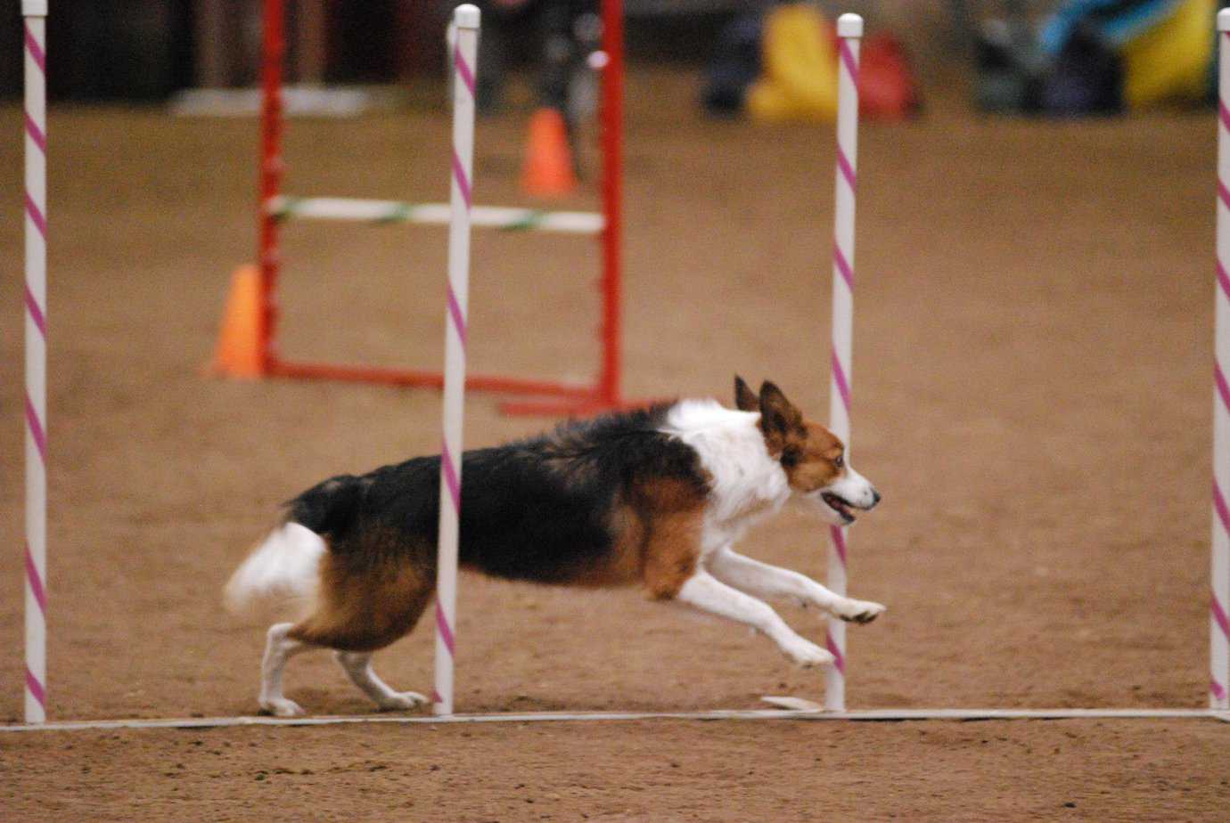 Agility Dog going through the Weave Poles