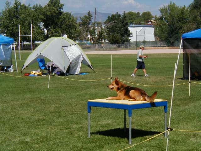 Agility dog waiting on a table