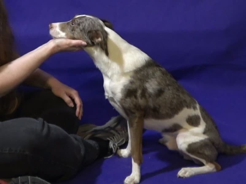 Trick dog during training